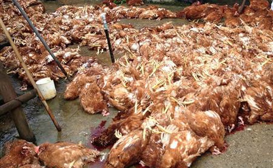 Năm 2017, Việt Nam sẽ xuất khẩu thịt gà sang Nhật Bản