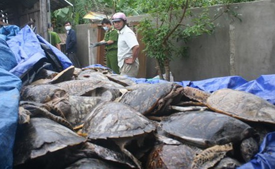 Khánh Hòa khởi tố bị can tàng trữ hàng tấn rùa biển