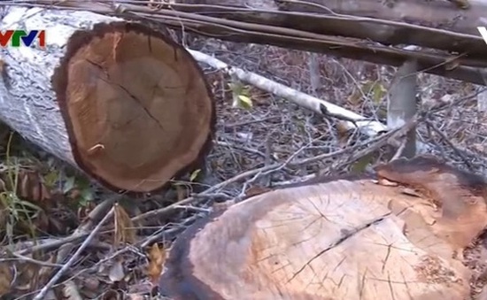 Phú Yên họp khẩn về vụ hơn 100ha rừng bị chặt phá