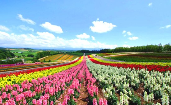 Thế giới thần tiên ở đồi hoa mùa hè Shikisai, Nhật Bản