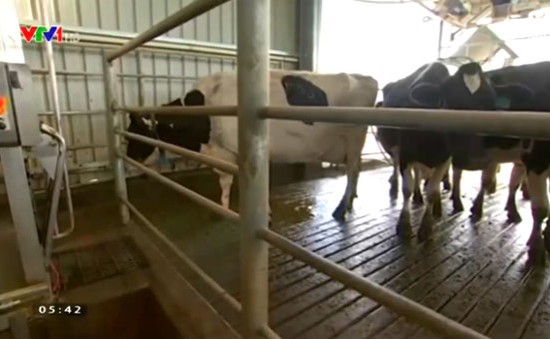 Áp dụng công nghệ vắt sữa bò tự động ở Australia