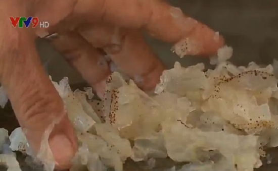 Quảng Trị: 20 tấn sứa bốc mùi chưa được xử lý
