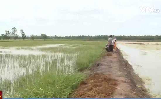Kiên Giang: Mâu thuẫn con tôm - cây lúa do chính quyền lúng túng trong quy hoạch
