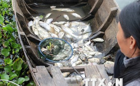 Bắt đầu xét xử vụ cá chết hàng loạt do xả thải trên sông Chà Và
