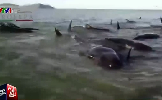 Hàng loạt cá voi chết do mắc cạn tại bờ biển Mexico