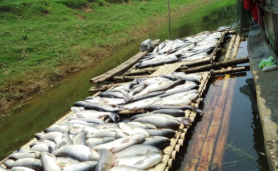 Phạt gần nửa tỷ đồng công ty xả thải ra sông Bưởi khiến cá chết hàng loạt