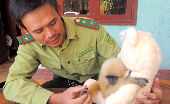 Phát hiện cá thể vượn 1 tháng tuổi lạc bầy tại Quảng Ngãi
