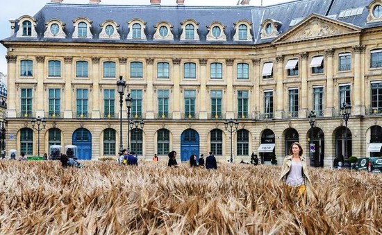 Cánh đồng lúa mì giữa thủ đô Paris hoa lệ