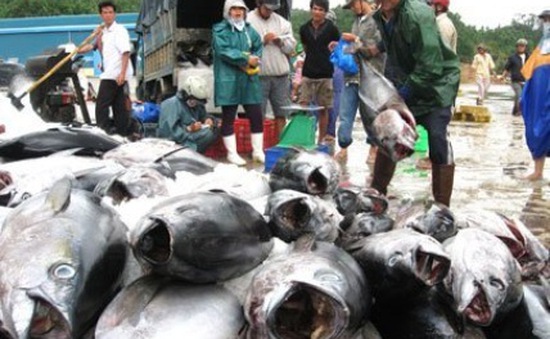 Xuất khẩu cá ngừ sang Nhật Bản liên tục giảm