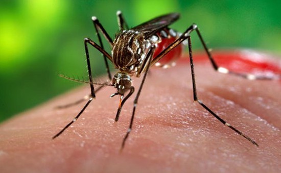 “80% người nhiễm virus Zika không có triệu chứng”