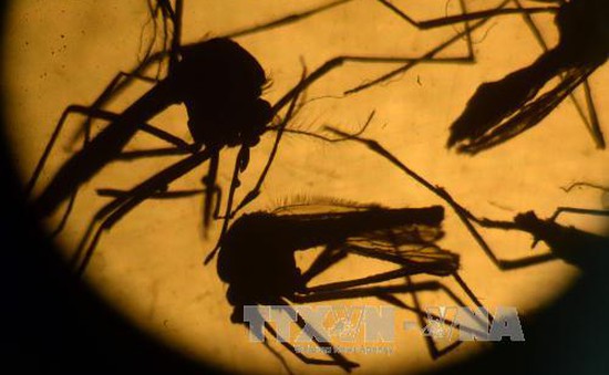 Ít nhất 18 tháng nữa mới có thể thử nghiệm vaccine phòng virus Zika