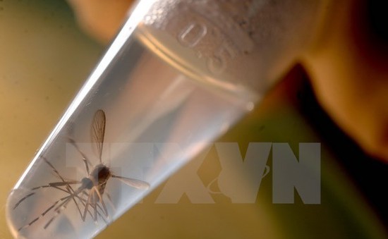 Brazil phát hiện virus Zika trong muỗi thông thường