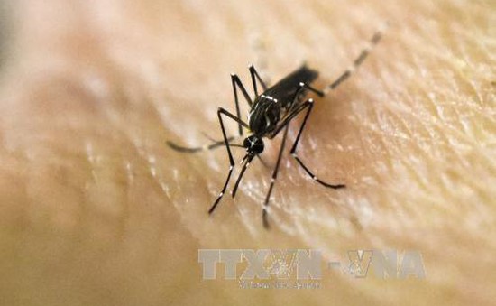 Phát hiện ca nhiễm virus Zika thứ 4 tại Hàn Quốc