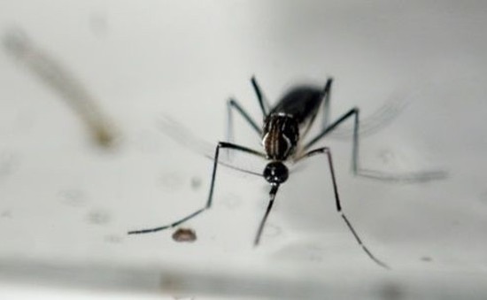 Australia phát hiện 2 ca nhiễm virus Zika