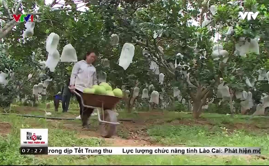 Nông dân Nghệ An hái ra tiền nhờ bưởi Hồng Quang Tiến