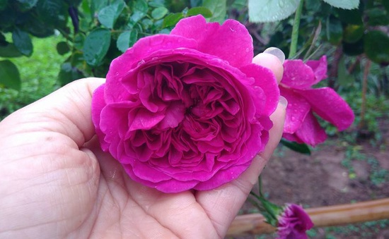 Hoa hồng châu Âu đắt tiền "sốt xình xịch" ngày giáp Tết