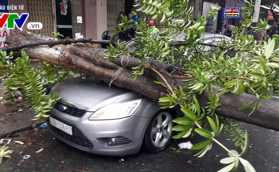 Đà Nẵng: Mưa lớn, cây bật gốc đè nát đầu xe ô tô
