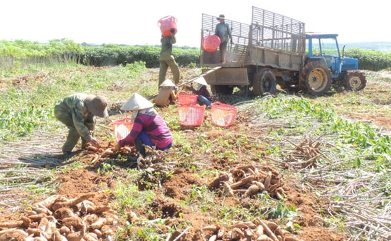 Nông dân Kon Tum nhận "trái đắng" từ trồng sắn năng suất cao