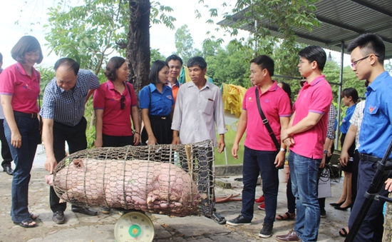 Thanh niên Quảng Trị phát động giải cứu đàn lợn trên địa bàn