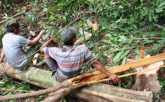 Tổng cục Lâm nghiệp sẽ thanh tra việc chuyển đổi đất rừng ở Phú Yên