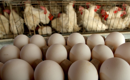 Hà Lan: Các trang trại nuôi gà thiệt hại hơn 30 triệu Euro