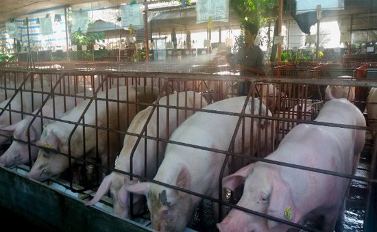 Đồng Nai tạm dừng hỗ trợ cho người chăn nuôi lợn