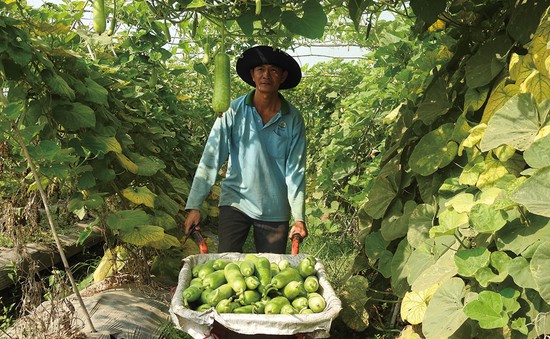 Chuyển đổi hướng sản xuất nông nghiệp ở Tây Ninh
