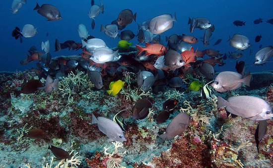 Mexico xây dựng khu bảo tồn sinh vật biển lớn nhất Bắc Mỹ