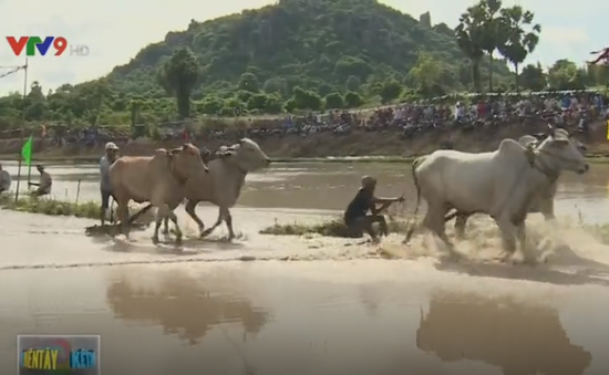 Sôi động lễ hội đua bò chùa Rô, tỉnh An Giang