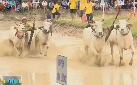 Khoảng 10.000 người tham dự lễ hội đua bò Bảy Núi, An Giang