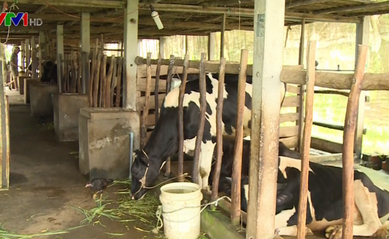 Giá sữa bấp bênh, nông dân chuyển sang nuôi bò thịt