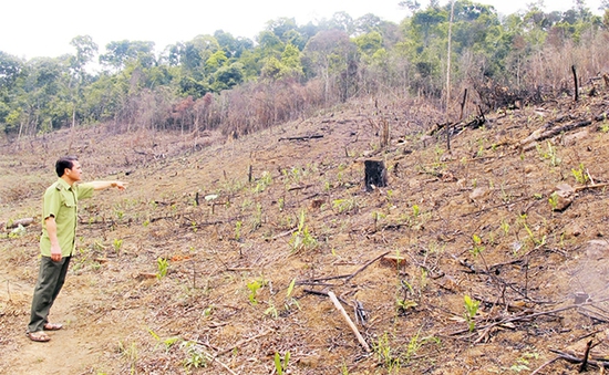 Phổ biến nạn đổ hóa chất phá hoại rừng thông ở Lâm Đồng