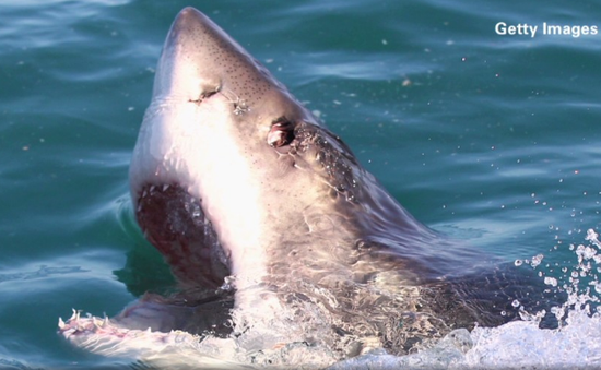 Mỹ: Bờ biển California bị cá mập trắng tấn công