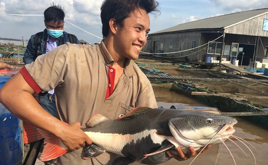 Cần Thơ: Lão nông sở hữu hàng chục con cá trê tiền tỷ