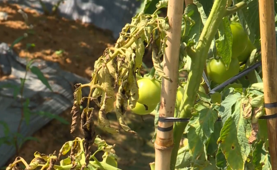Nông dân Lâm Đồng phá bỏ vườn cà chua do bệnh xoăn lá