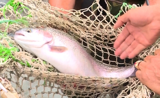 Cận cảnh quy trình nuôi cá hồi vân Sa Pa
