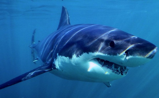 Chưa có cơ sở xác định cá mập xuất hiện ở vùng ven biển Quảng Ninh