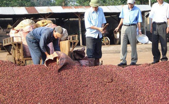 Công bố chương trình hỗ trợ phát triển cà phê Buôn Ma Thuột