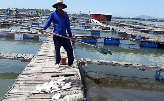 Quảng Nam: Cá lồng bè chết hàng loạt trên sông Trường Giang