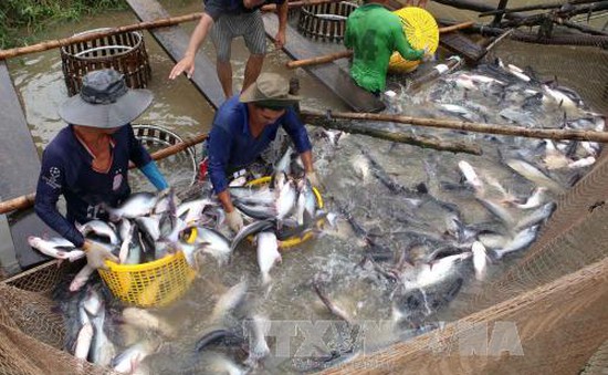 Giá cá tra cao, người nuôi cần thận trọng