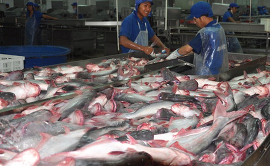 Thêm nguy cơ khiến cá tra Việt Nam “mắc cạn” ở thị trường Hoa Kỳ