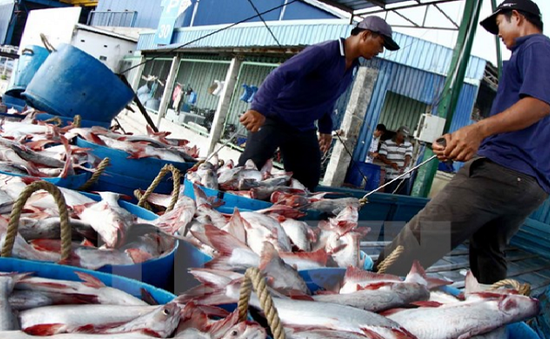 Nhiều tác động từ việc giá cá tra tăng đột biến