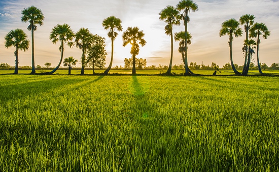 Bát ngát cánh đồng thốt nốt tại vùng đất Tịnh Biên, An Giang
