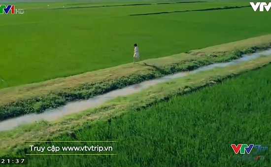 VTVTrip: Đi giữa mùa xanh của vùng quê lúa Thái Bình