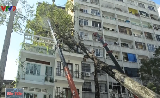 TP.HCM: Mưa lớn, cây cổ thụ bật gốc đè lên nhà 3 tầng