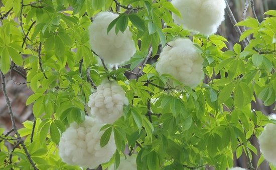 Thưởng thức mùa mây trắng đậu nhánh trên cây gòn