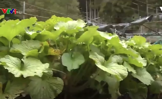 Phương pháp trồng Wasabi tại Nhật Bản