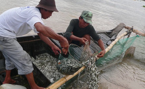 An Giang cấm khai thác cá linh non đến tháng 9/2017