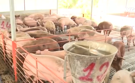 Giải cứu thịt lợn: Không chỉ làm ở phần ngọn
