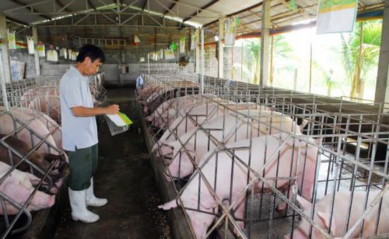 Đồng Nai cơ cấu lại khoản nợ 28 tỷ đồng cho chăn nuôi lợn